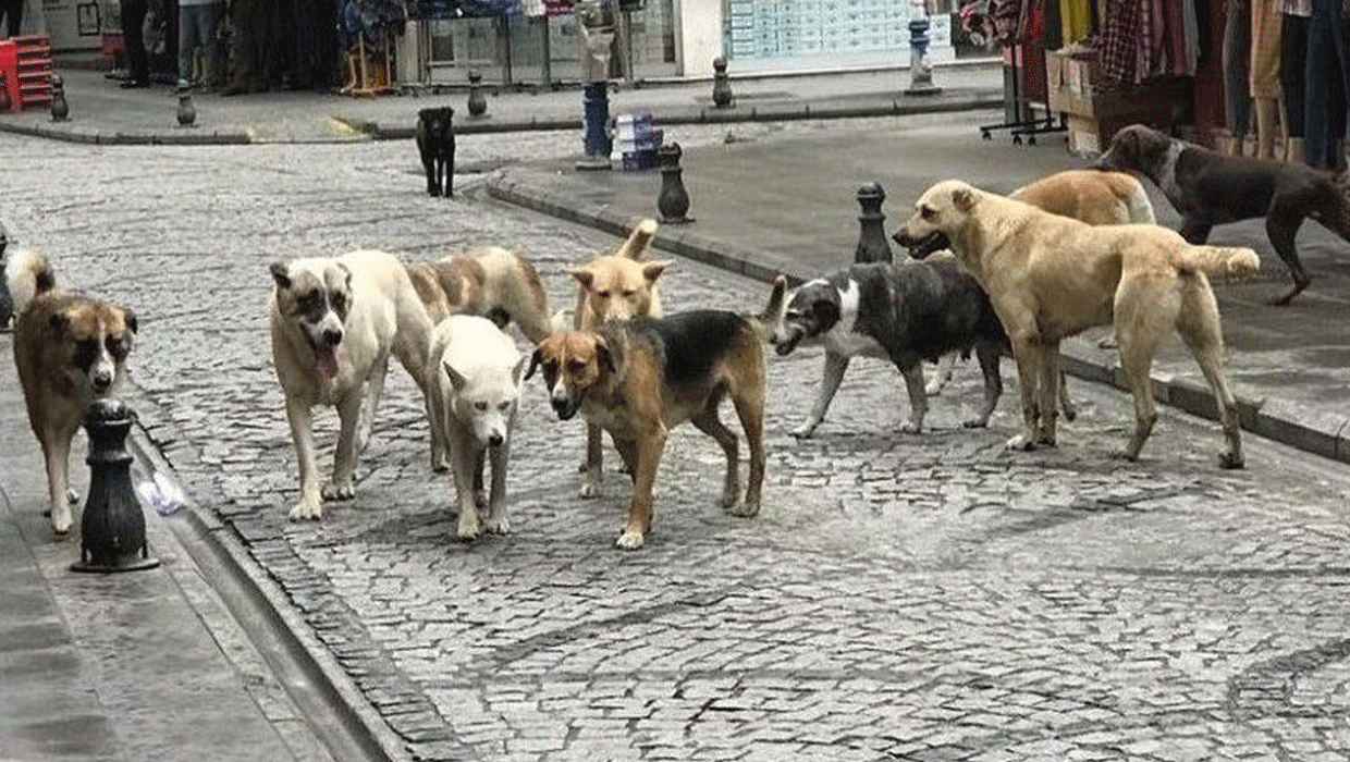 Başıboş köpek sorunu: Yasa neden uygulanmıyor?