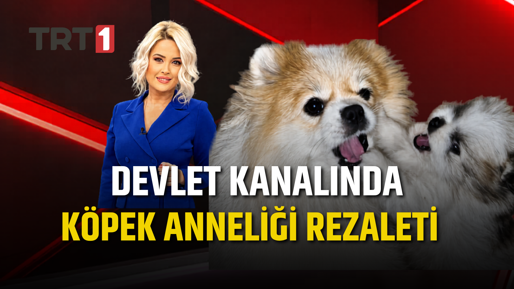 Devlet kanalında köpek anneliği rezaleti