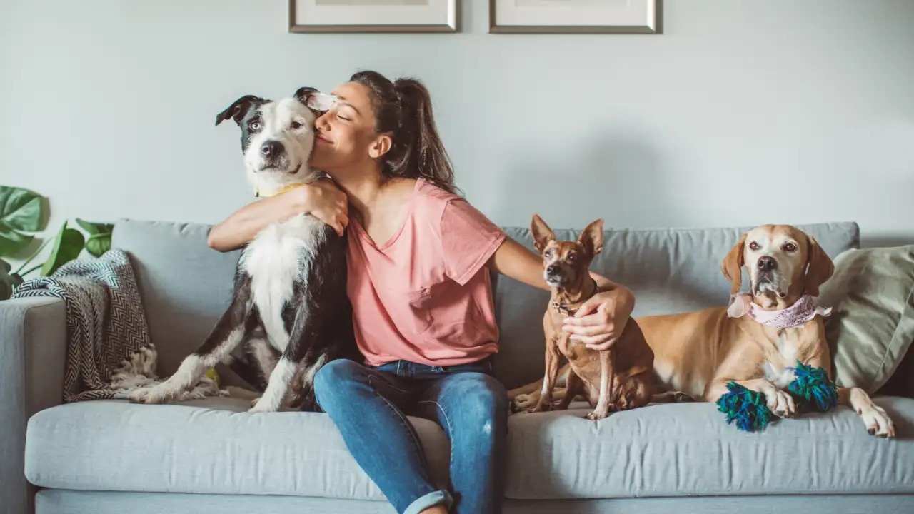 Bosch’un ikiyüzlü reklam politikası ve Türkiye'de aile yapısına yönelik sinsi 'köpek anneliği' operasyonu