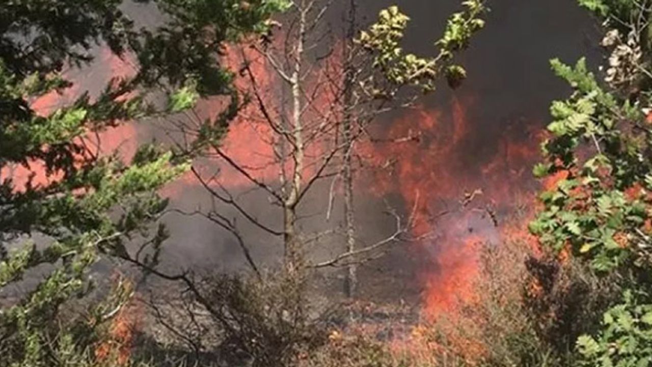 Silivri’de orman yangını