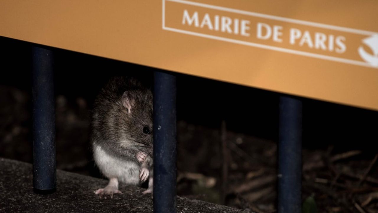 "Medeniyetin başkenti" Paris'te 'farelerle yaşama' çalışmaları başladı