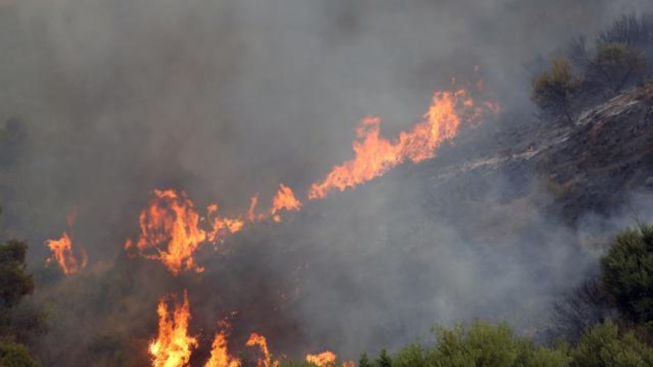 Cezayir'deki tüm orman yangınları söndürüldü