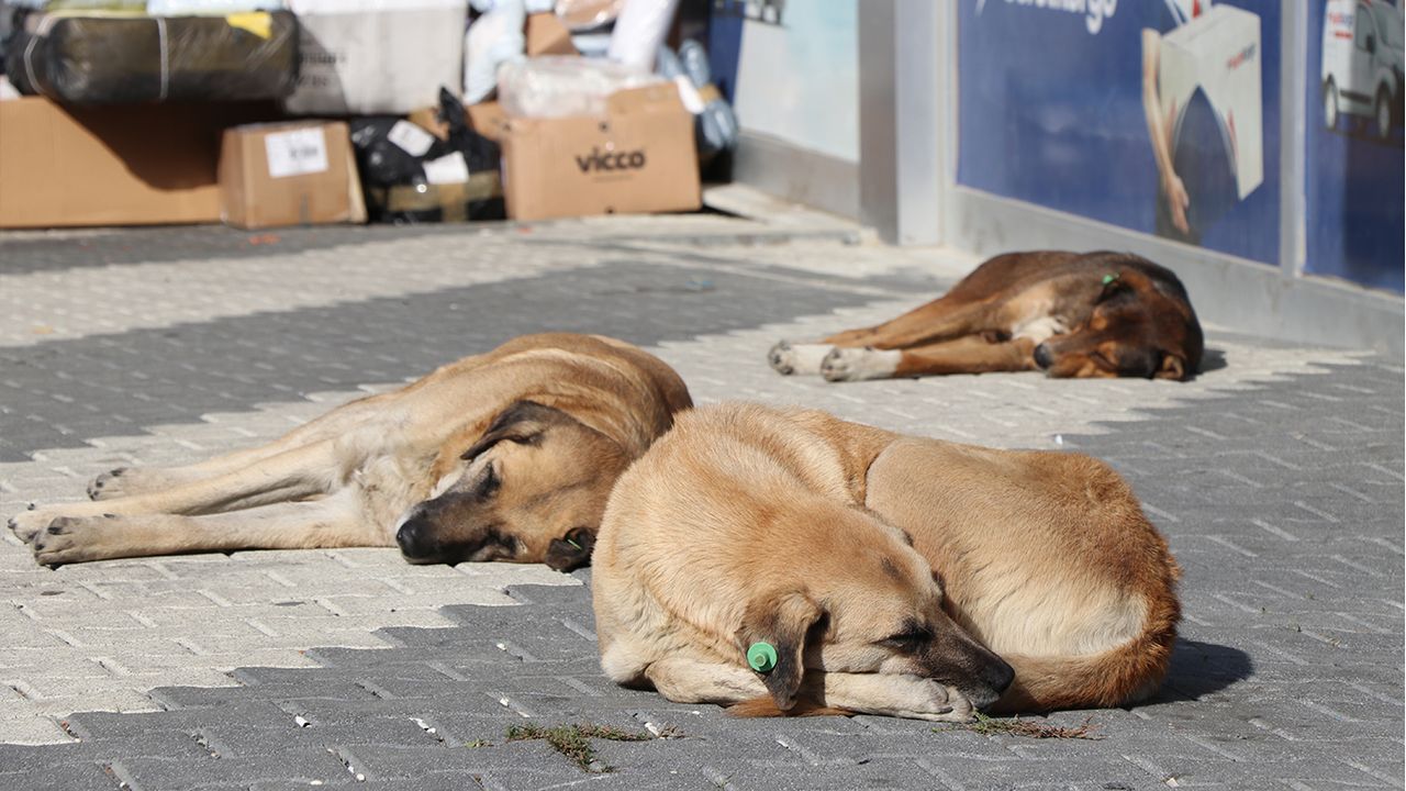 Yaklaşan büyük tehlike: Başıboş sokak köpekleri insan nüfusunu geçecek