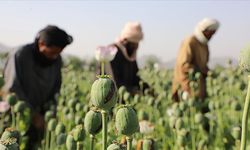 Afganistan, kenevir ekimini tamamen yasakladı