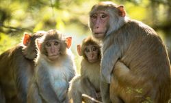 Sri Lanka, Çin'e olan borcunu maymun vererek ödedi