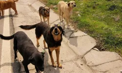 Başıboş köpeklere yönelik düzenleme TBMM'de kabul edilerek yasalaştı