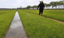 "Kuzey Kore gıda sorunu nedeniyle ciddi kıtlığın eşiğinde"