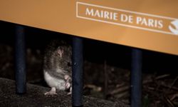 "Medeniyetin başkenti" Paris'te 'farelerle yaşama' çalışmaları başladı