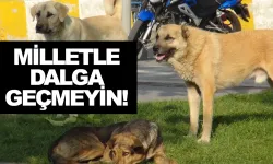 İstanbul Valiliği açıkladı! Başıboş köpeklerin bakımı yapılıp tekrar sokağa salınacak!