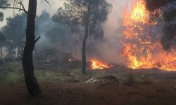 AFAD: Çanakkale'deki orman yangını bugün kontrol altına alındı