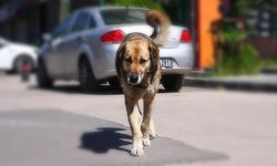 Başıboş sokak köpeği sorunu ve mağdurların hakları!