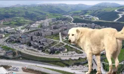 Kocaeli Üniversitesi'nin yerleşkesi başıboş köpek kaynıyor! Öğrenciler mağdur