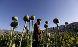 Taliban'dan sonra Afganistan'da haşhaş ve afyon üretimi yüzde 95 azaldı