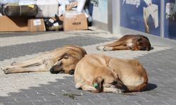 Yaklaşan büyük tehlike: Başıboş sokak köpekleri insan nüfusunu geçecek