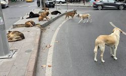 Koskoca ülke başıboş köpek sorununu neden çözemiyor?