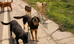 Başıboş köpeklerin dokunulmazlığı