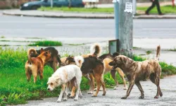 Son 2,5 yılda başıboş köpek saldırıları 4 bini aştı!