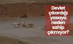 Ankara'da başıboş köpekler dehşet saçtı! Vatandaş isyan etti!