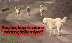 Başıboş köpek sorunu neden çözülemiyor?