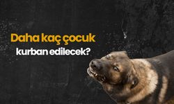 Başıboş köpek dehşeti! Daha kaç çocuk kurban edilecek?