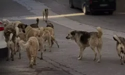 Devlet belediyelere söz geçiremiyor mu? Sokaklar köpekten geçilmiyor