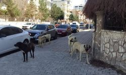 Başıboş köpek sorunu çığırından çıktı! Vatandaş can güvenliğinden endişeli