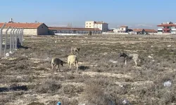 Köpeğe bile dokunamayan bir devlet!