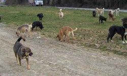 Başıboş köpekler çocuklara doydu!