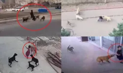 Başıboş köpek dehşeti! Devlet daha ne bekliyor?