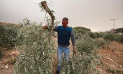 Terörist Yahudiler neden zeytin ağaçlarına dadanıyor?