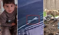 Hayvan lobisi vuruyor, bürokrasi uyuyor, çocuklar ölüyor!
