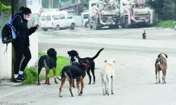 Başıboş köpek sorunu belediyelerin ihmaliyle büyüyor