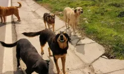 Başıboş sokak köpekleri saldırıları sonrası 3 belediyeye soruşturma