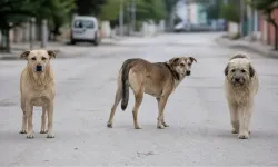 Başıboş köpek sorunu çözülüyor