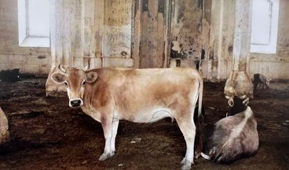 Karabağ'da bir caminin Ermenilerce ahır olarak kullanıldığı ortaya çıktı!