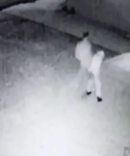 Mukadessata saldıran bu p.ç kurularına milletin sabrı taştı!