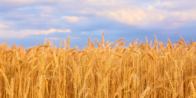 Buğdayda gümrük vergisi yüzde 130 oldu