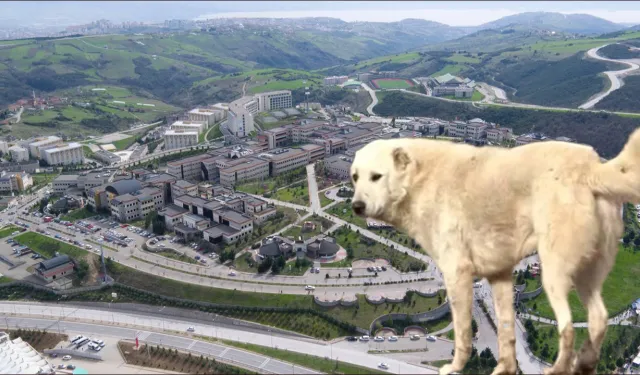 Kocaeli Üniversitesi'nin yerleşkesi başıboş köpek kaynıyor! Öğrenciler mağdur