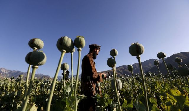 Taliban'dan sonra Afganistan'da haşhaş ve afyon üretimi yüzde 95 azaldı