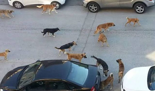 Başıboş köpeklerin önüne geçilemiyor: Yetkililer nerede?