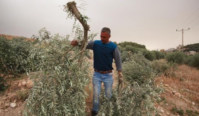 Terörist Yahudiler neden zeytin ağaçlarına dadanıyor?