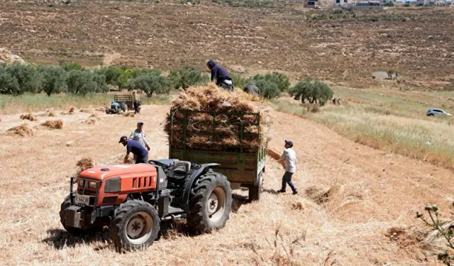 Çıfıtların kundaklama tehdidine karşı Batı Şeria'da buğday hasadı erken başladı