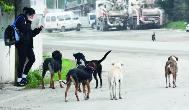 Başıboş köpek sorunu belediyelerin ihmaliyle büyüyor