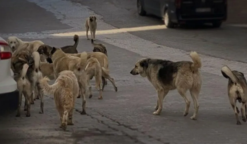 Başıboş köpek sorunu nasıl çözülür?