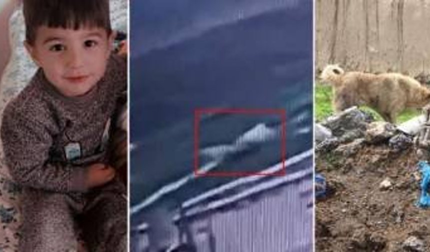 Hayvan lobisi vuruyor, bürokrasi uyuyor, çocuklar ölüyor!