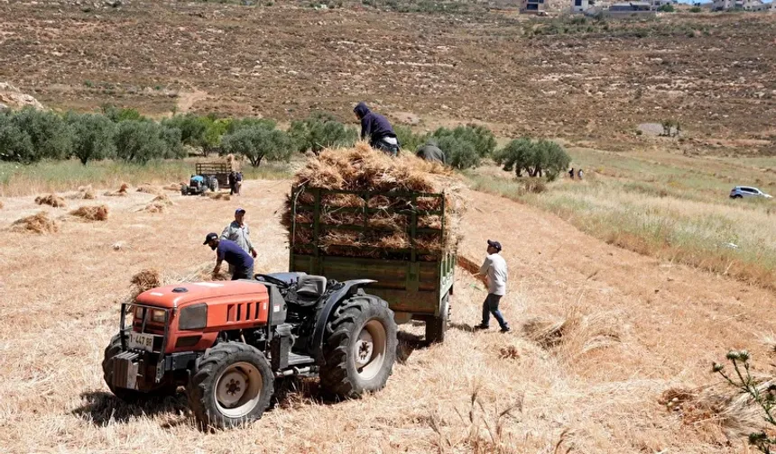 Çıfıtların kundaklama tehdidine karşı Batı Şeria'da buğday hasadı erken başladı