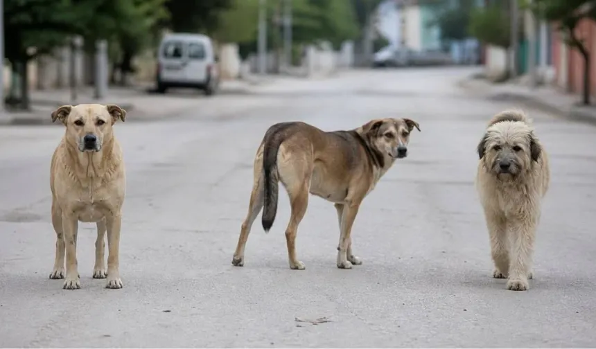 Başıboş köpek sorunu çözülüyor